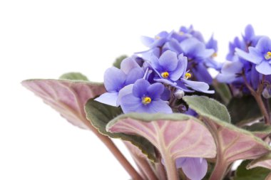 hafif mavi african violet