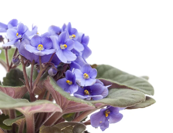 淡蓝色的非洲紫罗兰 — 图库照片