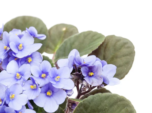 hafif mavi african violet