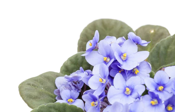 Licht blauw Afrikaanse violet — Stockfoto