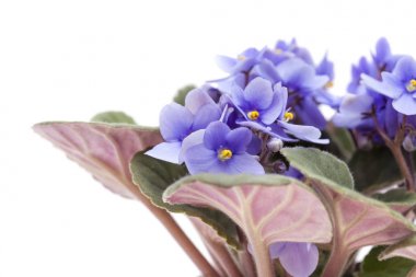 hafif mavi african violet