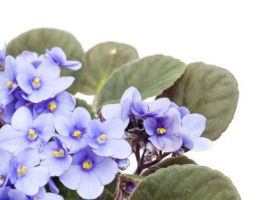 hafif mavi african violet