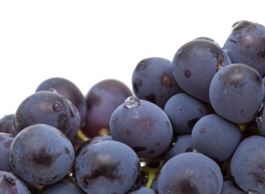 Kara üzüm izole