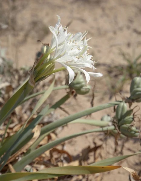 Sea daffodil flowering — Stock Photo, Image