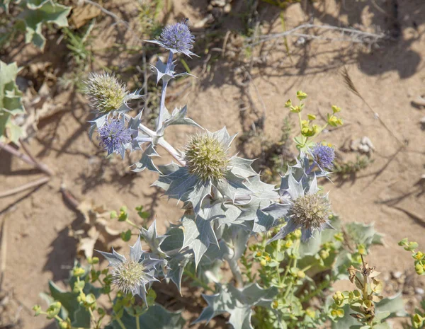 Eryngium maritimum, deniz holly 