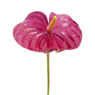 donuk kırmızı antoryum