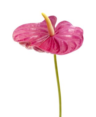 donuk kırmızı antoryum