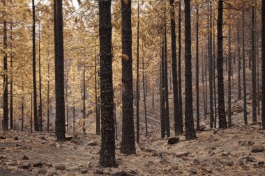 Gran Canaria sonra orman yangını
