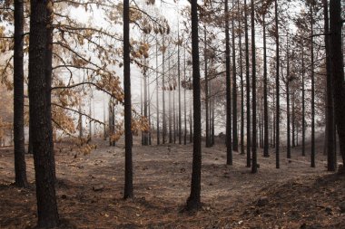Gran Canaria sonra orman yangını