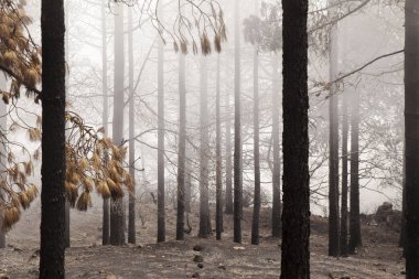 Gran Canaria sonra orman yangını