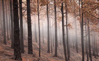 Gran Canaria sonra orman yangını