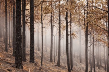 Gran Canaria sonra orman yangını