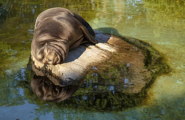Морской лев спит — стоковое фото