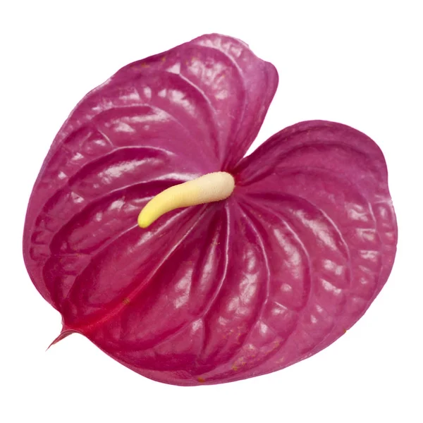 Magenta opaca Anthurium —  Fotos de Stock