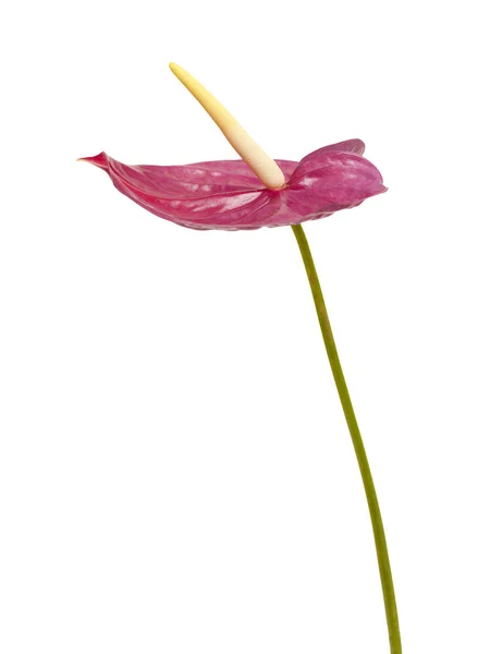 Temně purpurová Anthurium — Stock fotografie