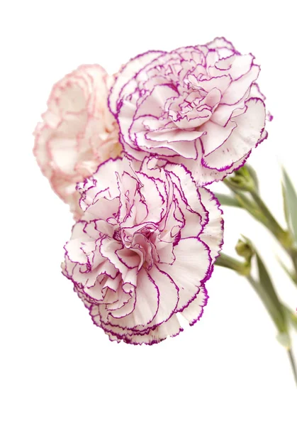分離されたカーネーションの花 — ストック写真