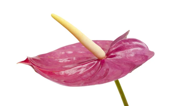 Saaie magenta Anthurium — Stockfoto