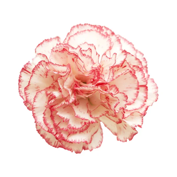 Carnation bloem geïsoleerd — Stockfoto