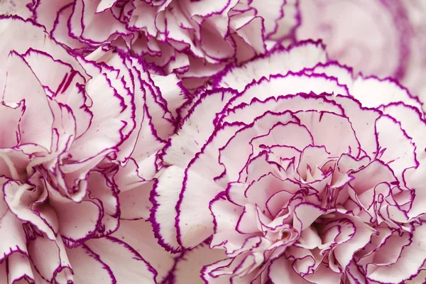 Carnation flowers background — Stock Photo, Image