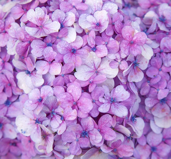 Fondo floral de hortensias francesas — Foto de Stock