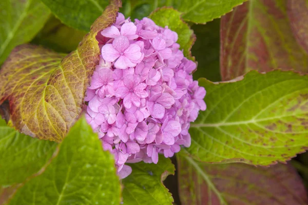 フランス紫陽花の花の背景 — ストック写真