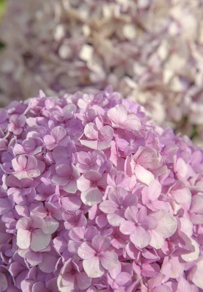 Fundo floral de hortênsia francesa — Fotografia de Stock