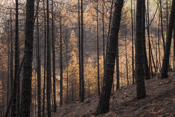 Gran Canaria después de incendios forestales — Foto de Stock