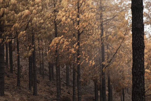 Gran Canaria después de incendios forestales — Foto de Stock