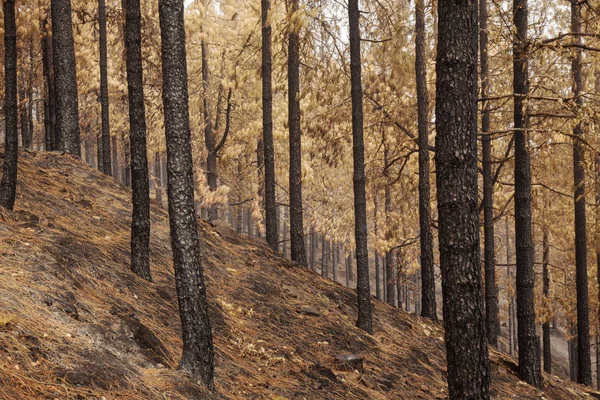 Gran Canaria después de incendios forestales — Foto de Stock