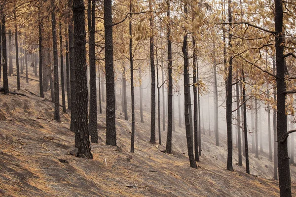 Gran Canaria efter skovbrand - Stock-foto