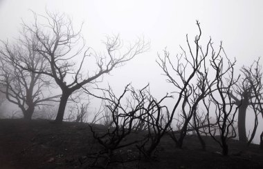 Gran Canaria sonra orman yangını