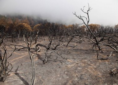 Gran Canaria sonra orman yangını
