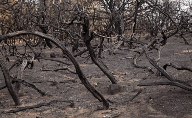 Gran Canaria sonra orman yangını