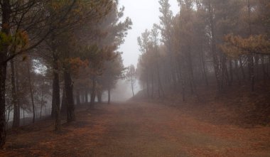 Gran Canaria sonra orman yangını