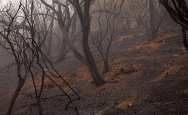 Gran Canaria sonra orman yangını