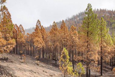 Gran Canaria sonra orman yangını