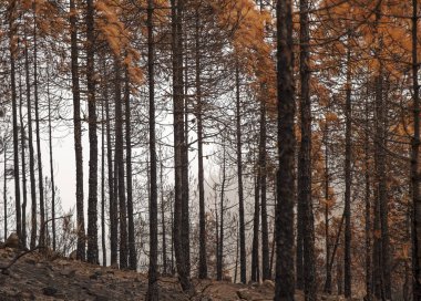 Gran Canaria sonra orman yangını