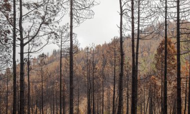 Gran Canaria sonra orman yangını