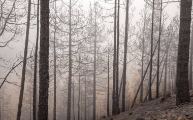 Gran Canaria sonra orman yangını