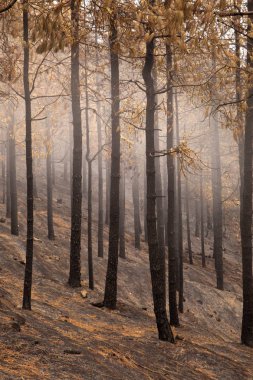 Gran Canaria sonra orman yangını