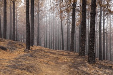 Gran Canaria sonra orman yangını