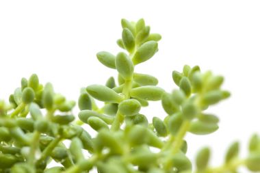 small sedum plant isolated on white clipart