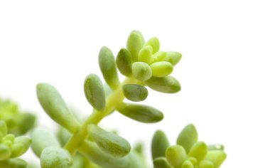 beyaz izole küçük bahçedeki bitki