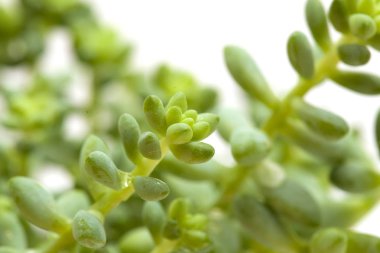 beyaz izole küçük bahçedeki bitki