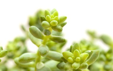 beyaz izole küçük bahçedeki bitki