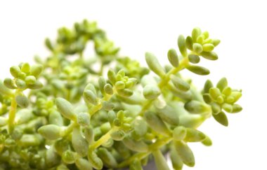 beyaz izole küçük bahçedeki bitki