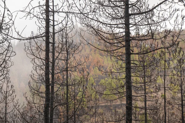 Gran Canaria após incêndios florestais — Fotografia de Stock