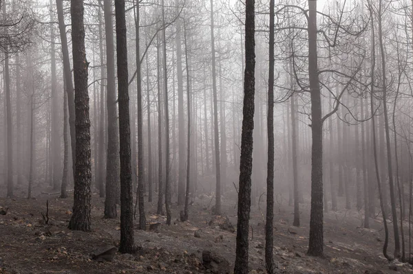 Gran Canaria sonra orman yangını
