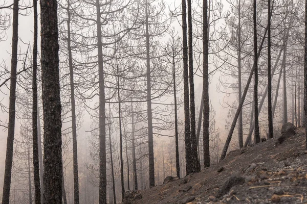 Gran Canaria efter skovbrand - Stock-foto