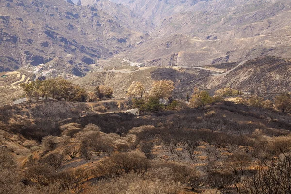 Gran Canaria sonra orman yangını — Stok fotoğraf